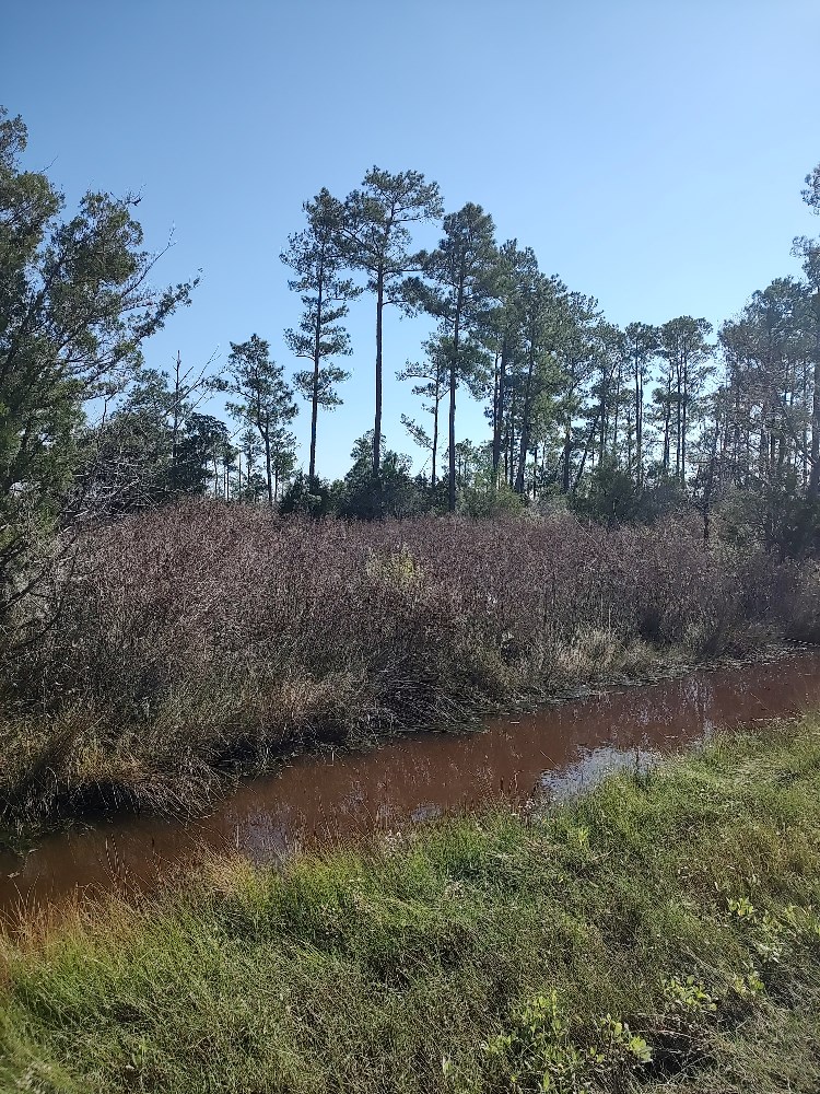 Affordable Hunting Land In Eastern Nc