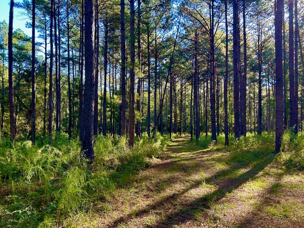 Smithdale MS 80+ Acres For Sale