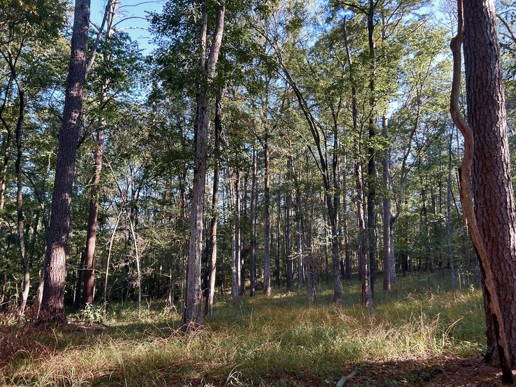 Smithdale MS 80+ Acres For Sale