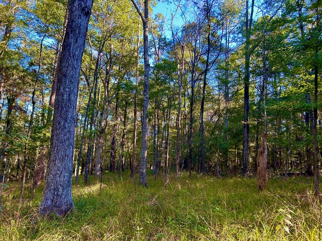 Smithdale MS 80+ Acres For Sale