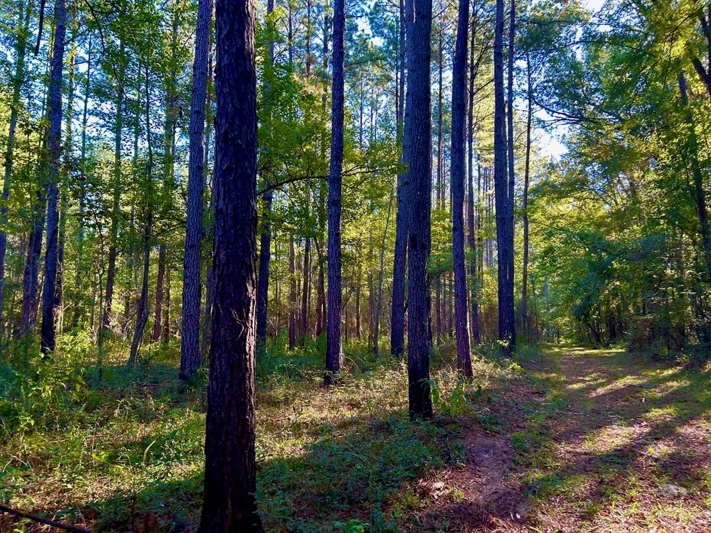 Smithdale MS 80+ Acres For Sale