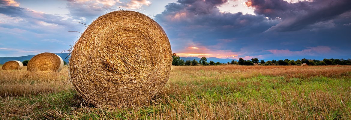 Decorative Image Slide 1