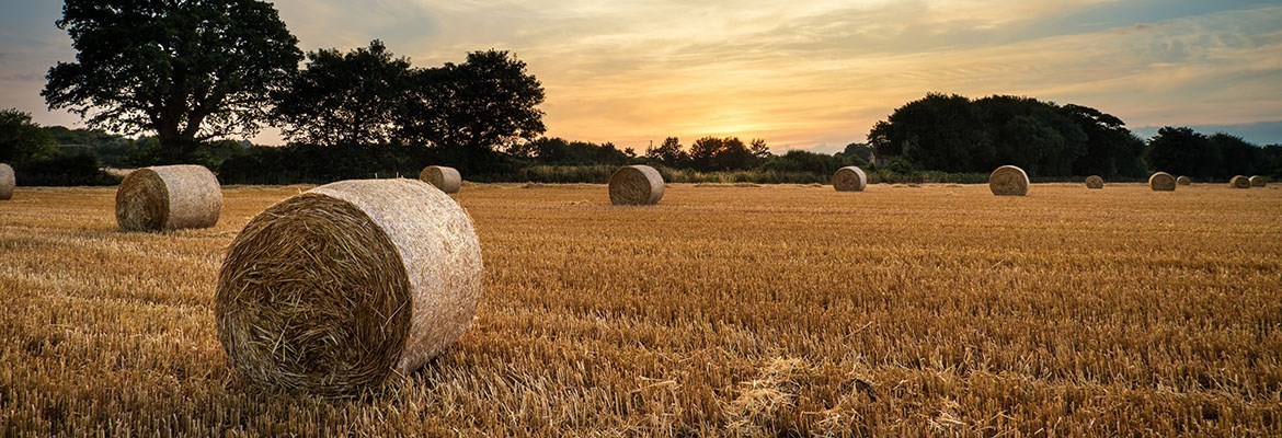 Decorative Image Slide 2