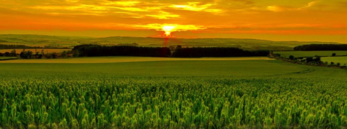 Decorative Image Slide 3