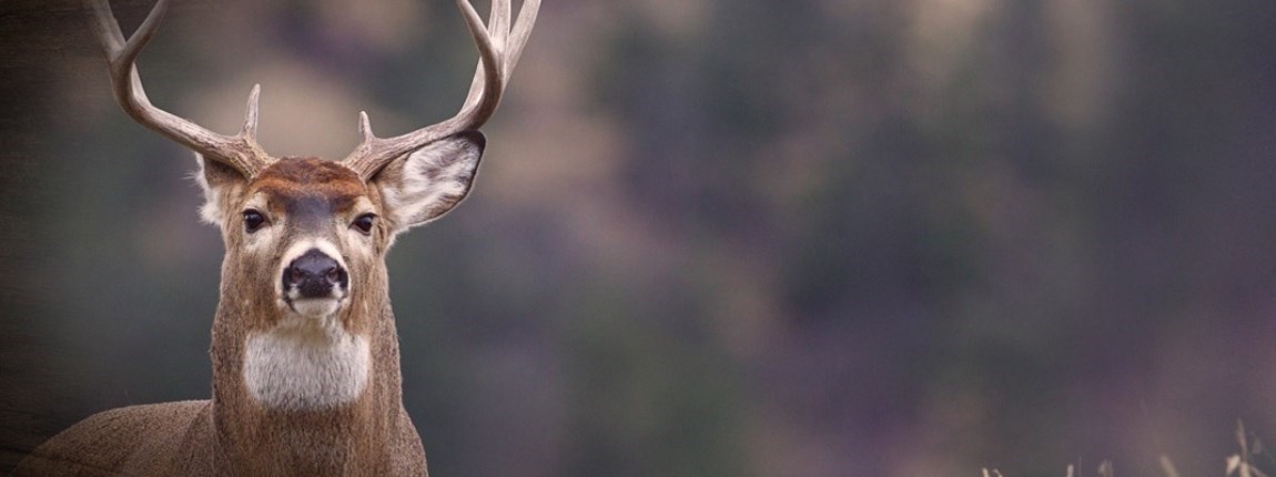 Decorative Image Slide 5