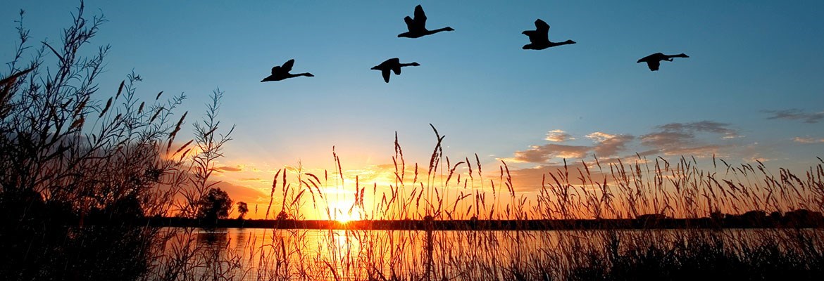 Decorative Image Slide 3