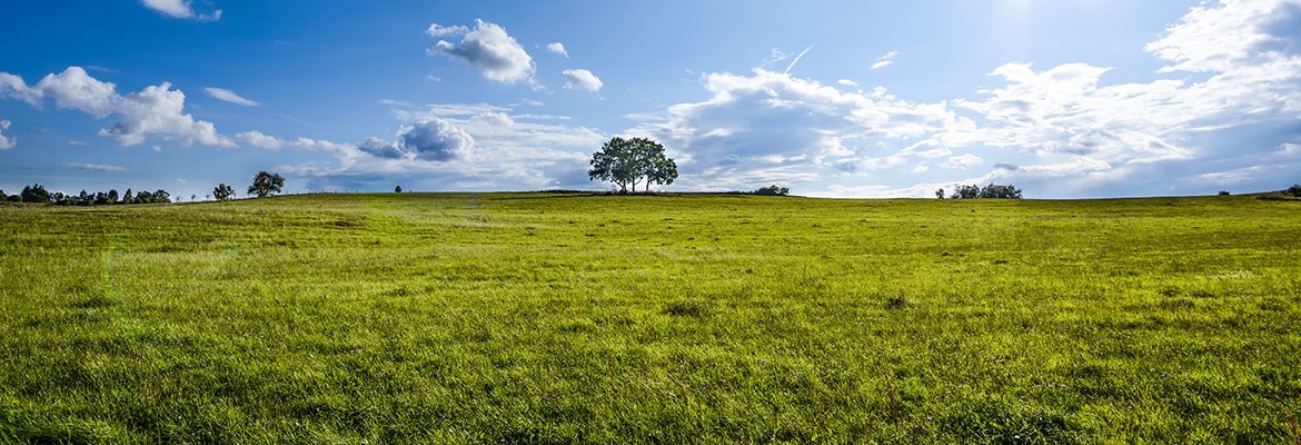 Decorative Image Slide 2