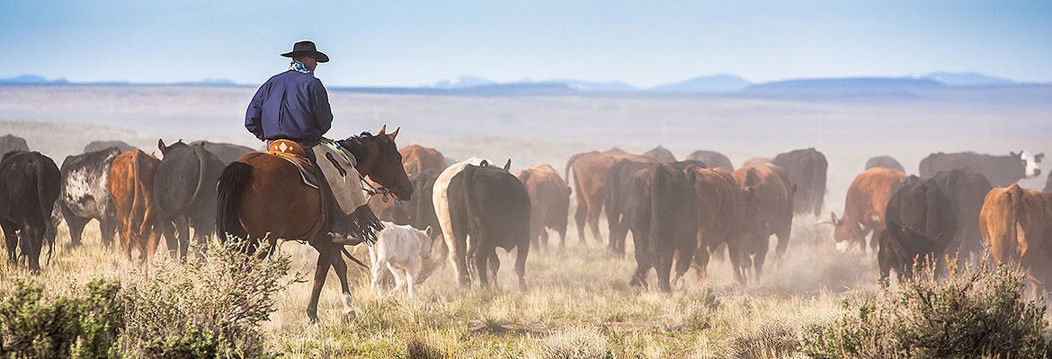 Decorative Image Slide 4